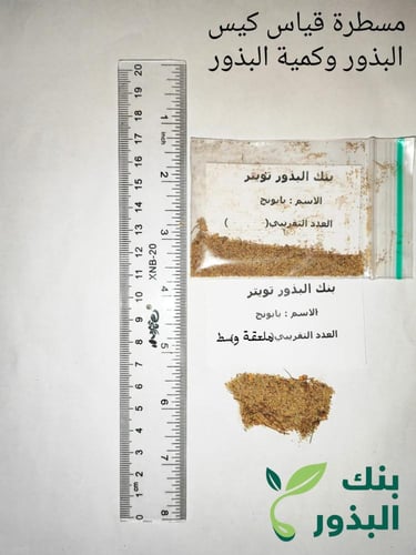 بابونج بري بذور مقدار ملعقة وسط Matricaria aurea