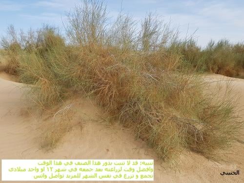 غضا جديد 2026 كمية البذور ملأ بيالة به شوائب كثيرة...