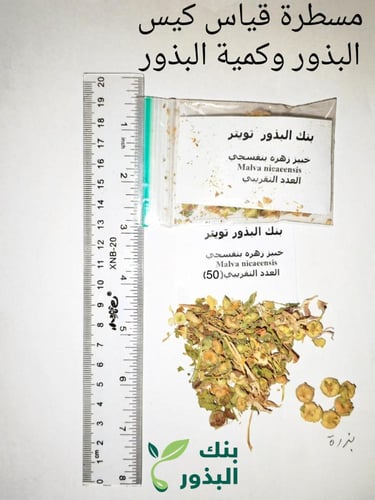 خبيز زهرة بنفسجي 50 بذرة Malva nicaeensis