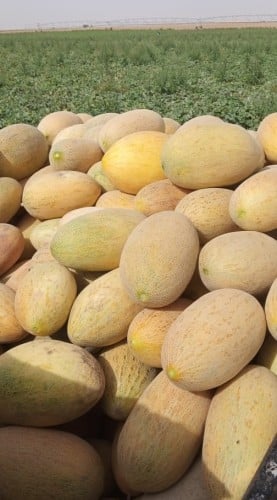 شمام ايراني من ساجر 50 بذرة Melon