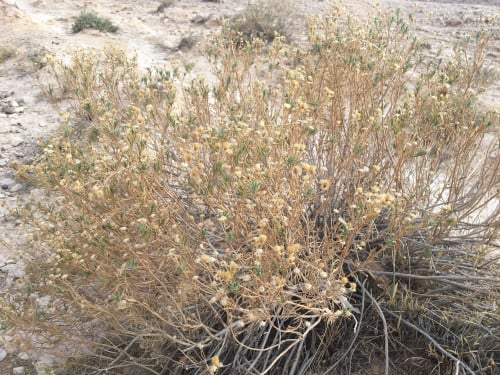 شيع نجدي 100 بذرة