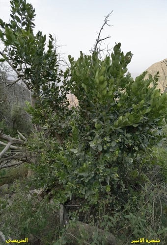 الإثبير 10 بذرات Arrow-poison-tree