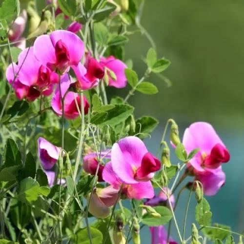 بسلة الزهور 50 بذرة Lathyrus odoratus