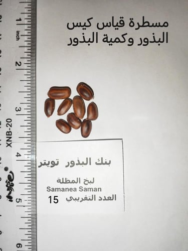 شجرة لبخ المظلة 15 بذرة samanea saman