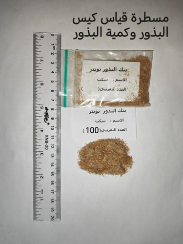 سكب 100 بذرة واكثر Pulicaria inuloides