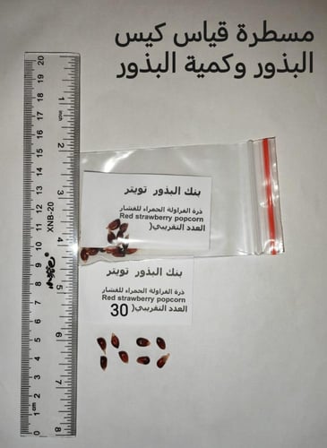 ذرة الفراولة الحمراء للفشار 30 بذرة red strawberry...