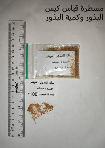 جثجاث 100 بذرة لا ينصح به Pulicaria undulata
