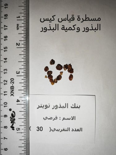 قرضي 30 ثمرة Ochradenus baccatus