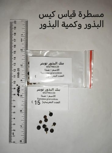شذا 15 بذرة Tarenna graveolens