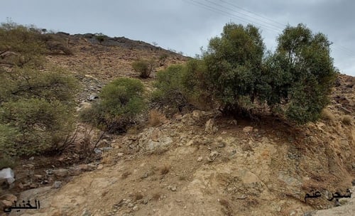 عتم (زيتون بري ) من السراة 15 بذرة Olea europaea