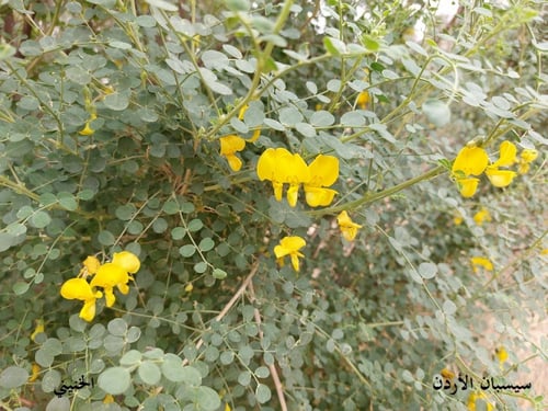 سيسبان الاردن 20 بذرة