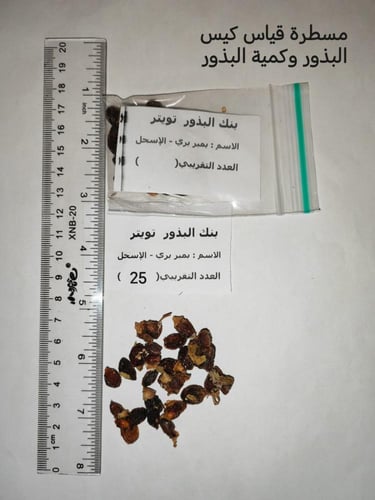 بمبر بري 15 بذرة - الغرف - الاسحل Cordia sinensis