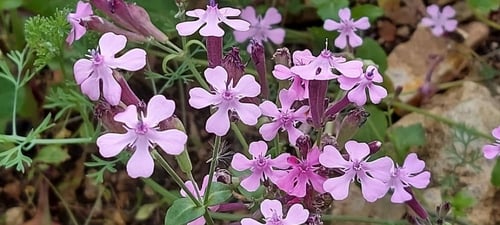 حليوان 150 بذرة silene aegyptiaca