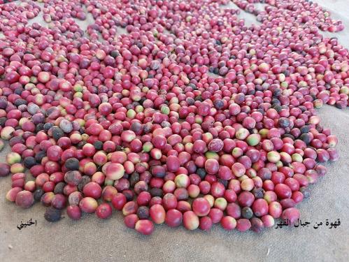 قهوة خولانية بالقشور من جبال الحشر 20 ثمرة