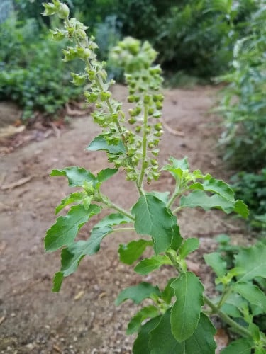 وزاب 200 بذرة ( نبات عطري ) ocimum tenuiflorum l