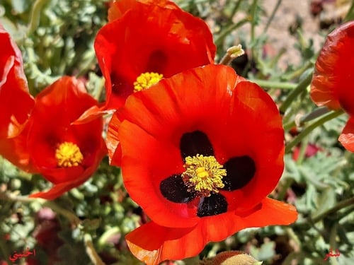 شقر احمر من ربيع الاردن 200 بذرة Glaucium