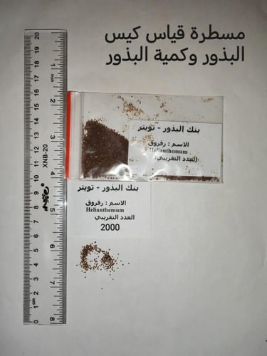 رقروق بذور مع شوائب Helianthemum