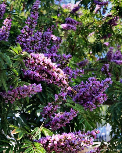 ميليتيا -قرانديزا 15 بذرة millettia grandis