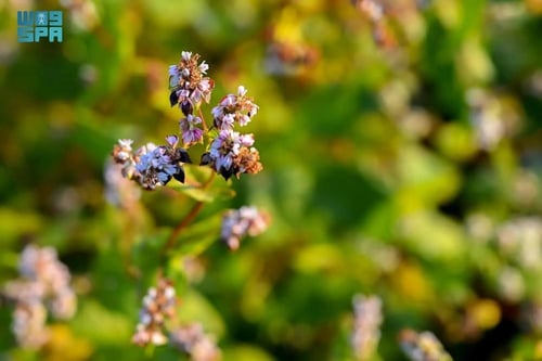 حنطة سوداء 500 بذرة