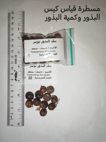 غضف - سعف 20 بذرة Nannorrhops Ritchieana