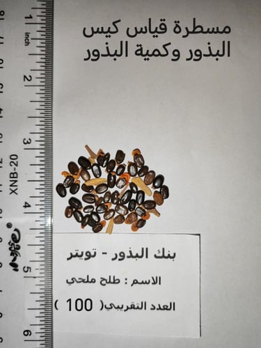 طلح ملحي 100 بذرة Acacia ampliceps Maslin