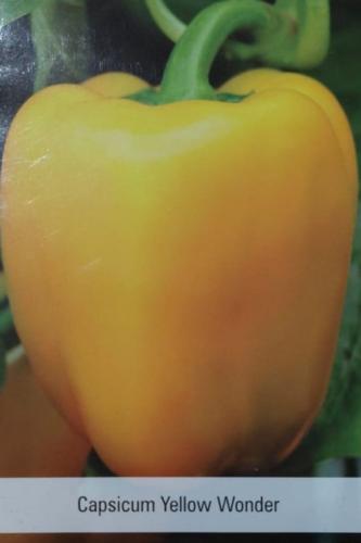 فلفل بارد لون اصفر 30 بذرة