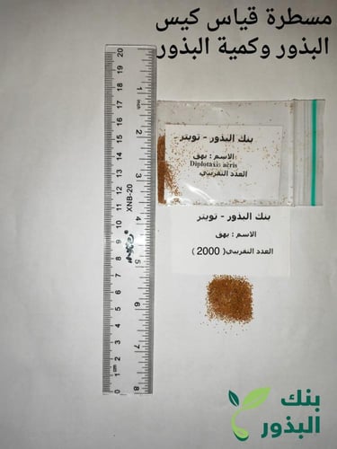 يهق (جرجير بري) 2000 بذرة Diplotaxis acris