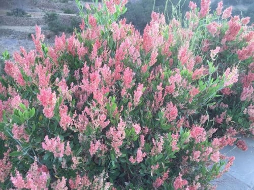 عثرب 30 بذرة rumex nervosus