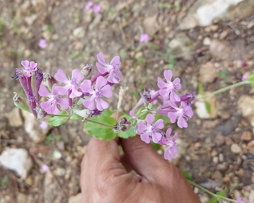 حليوان 150 بذرة silene aegyptiaca