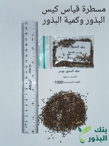 شلوة الاردن 1000 بذرة