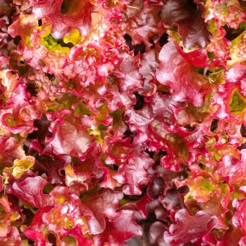خس سلطة حمراء 200 بذرة red salad bowl leaf lettuce