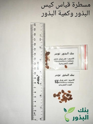 عتر ورقه مدور 10 بذرات odontanthera radians