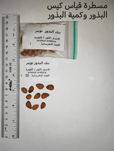 لوز العربي (لويزة -مزي ) 20 بذرة Prunus arabica