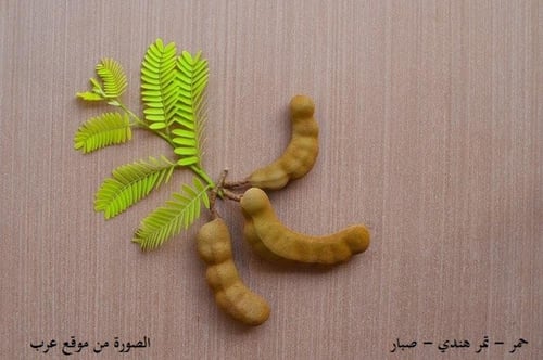 حمر - صبار - تمر هندي 30 بذرة Tamarindus indica