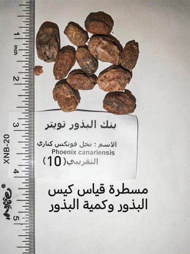 نخل فونكس كناري 10 بذور Phoenix canariensis