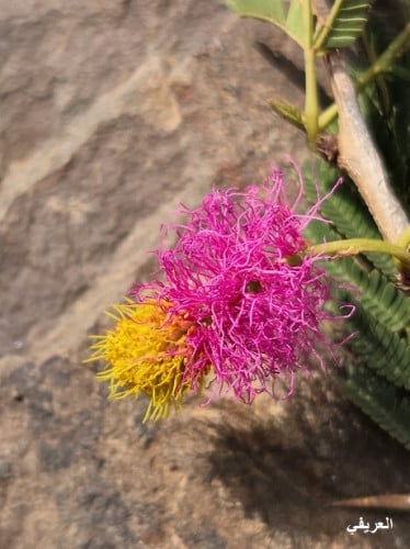 حوجم - حجوجم 20 بذرة Dichrostachys cinerea