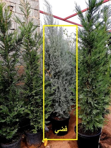 سرو فضي 50 بذرة Cupressus arizonica بذور قديمة