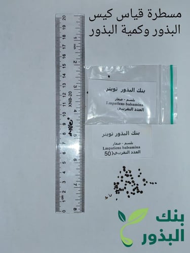 بلسم - صفار ظفار 20 بذرة Lmpatiens balsamina