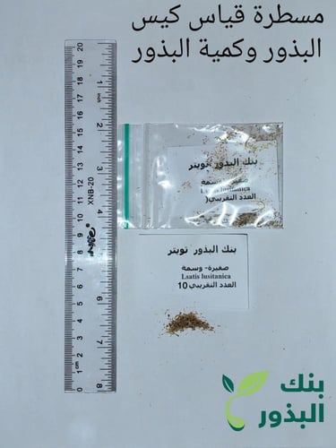 صفيرة ( الوسمة ) 10 بذرة Lsatis lusitanica