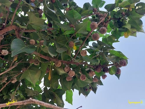 ذسبيسيا 10 بذرات Thespesia populnea