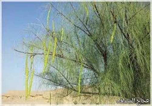 يسر (غصن البان ) 50 بذرة Moringa peregrinea