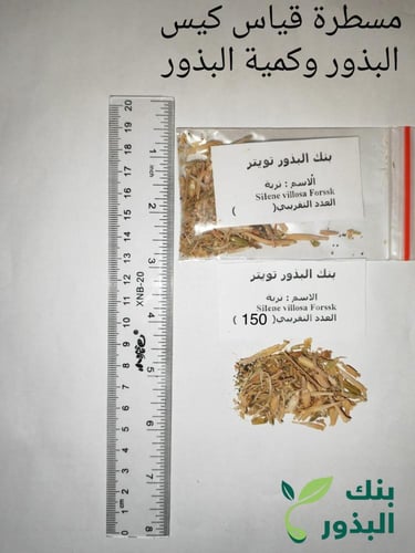 تربه 20 بذرة تقريبا Silene villosa التربه