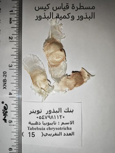 تايبوبيا صفراء 15 بذرة Tabebuia Aurea