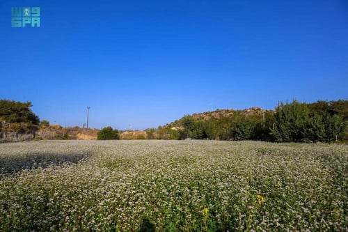 حنطة سوداء 500 بذرة