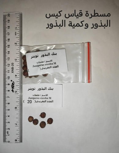 علعلان ( عرعر ) 20 بذرة Juniperus excelsa M