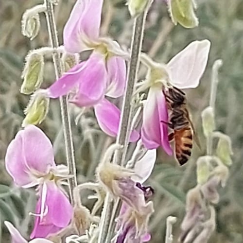 اظليم - مغيبرة - شديد 20 بذرات Tephrosia nubica