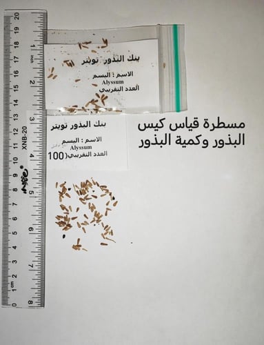 اليسم 80 بذرة Alyssum