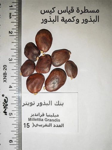 ميليتيا -قرانديزا 15 بذرة millettia grandis