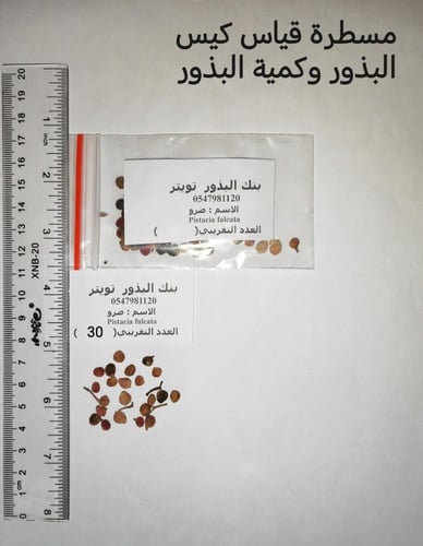 ضرو 30 بذرة Pistacia falcata