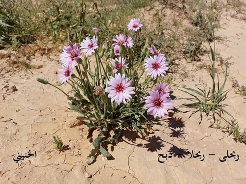 ربحلى - ذبح 5 بذرات Scorzonera papposa معها شوائب...